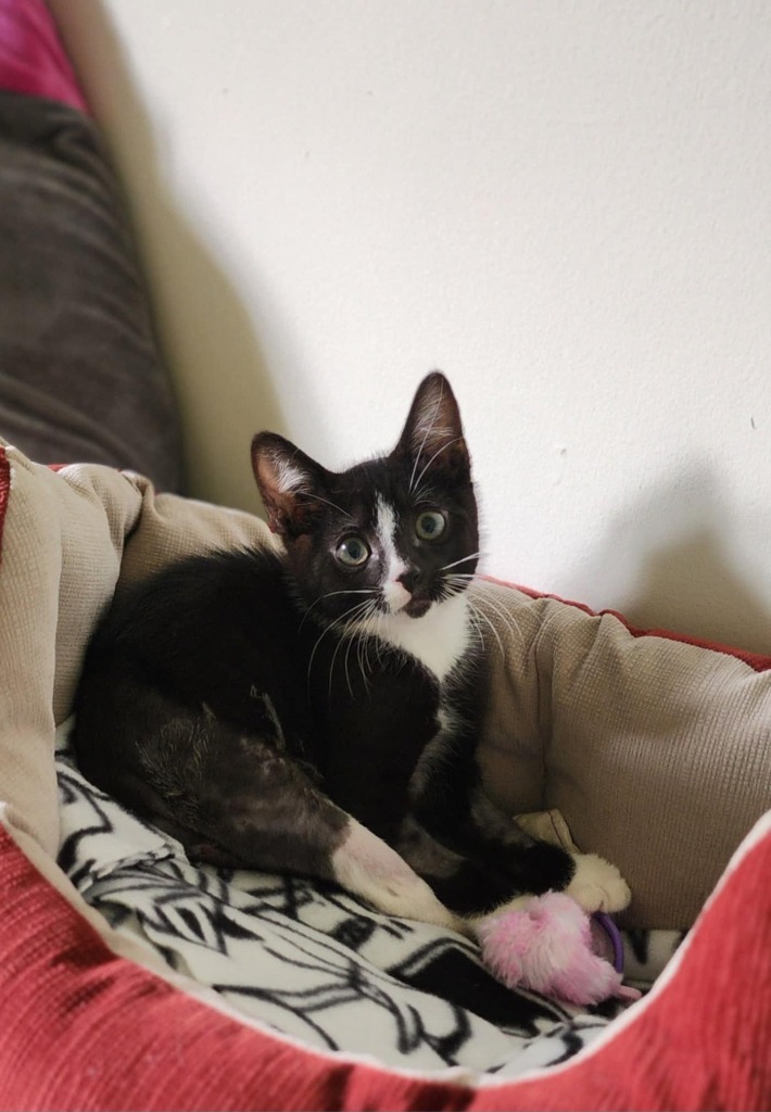 Colin, an adoptable Domestic Short Hair in Hoover , AL, 35226 | Photo Image 5