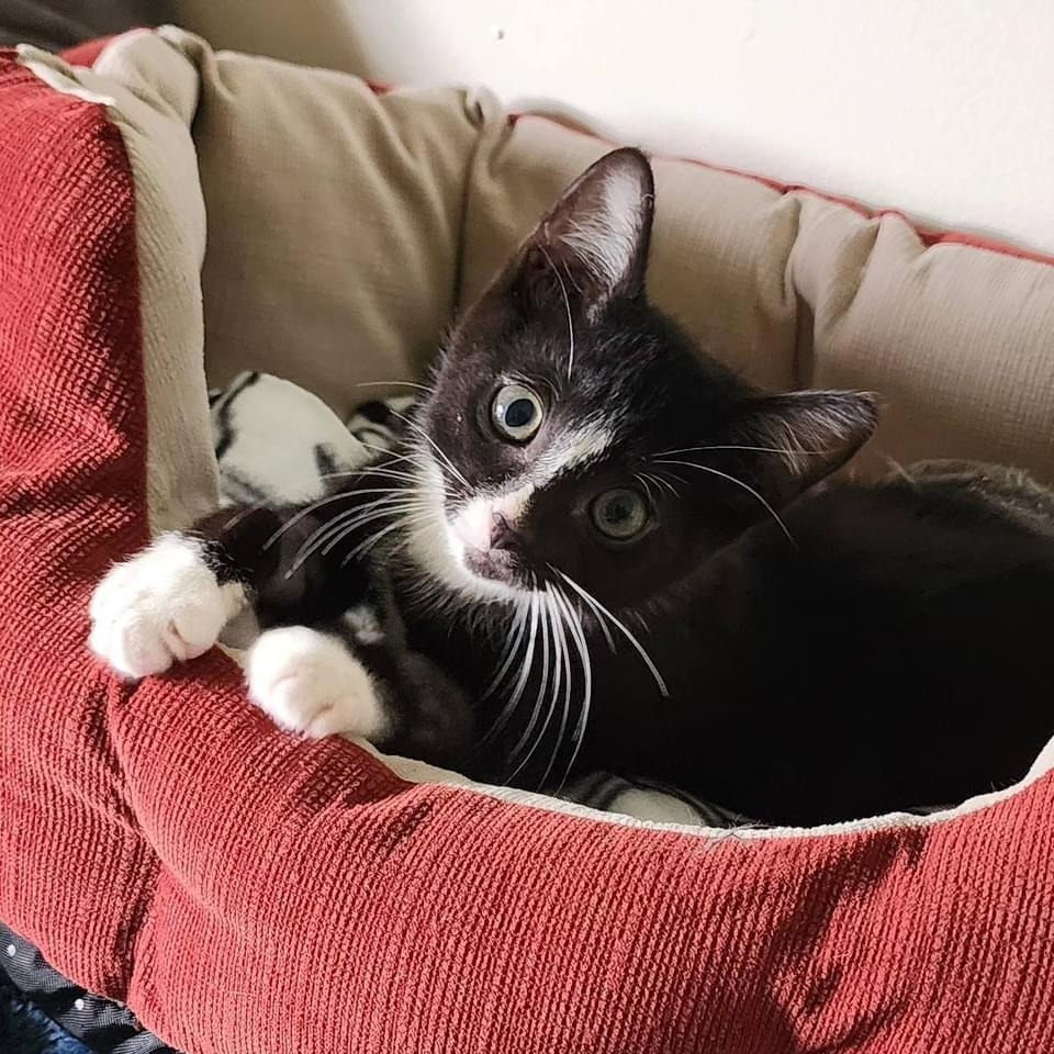 Colin, an adoptable Domestic Short Hair in Hoover , AL, 35226 | Photo Image 6