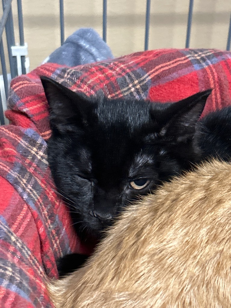 Biscotti