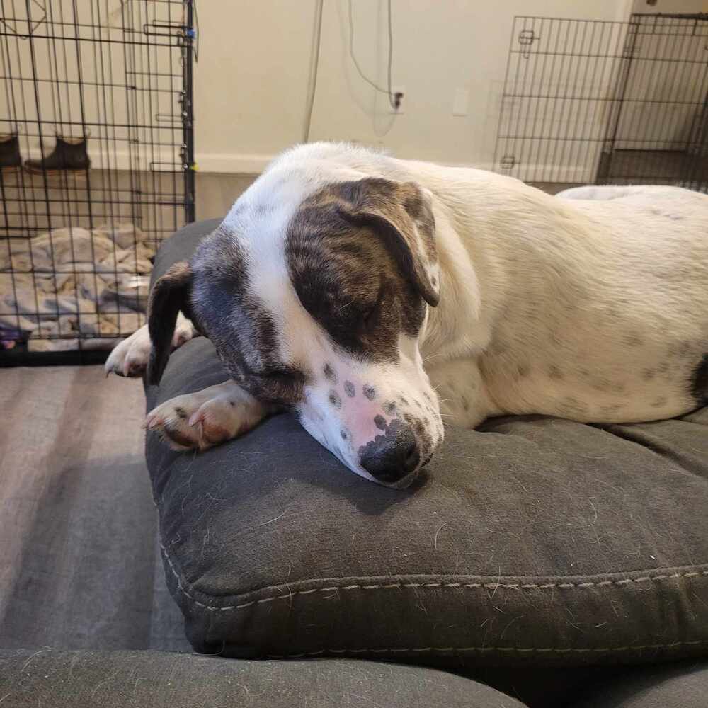 Tosha, an adoptable Foxhound in Wendell, NC, 27591 | Photo Image 1