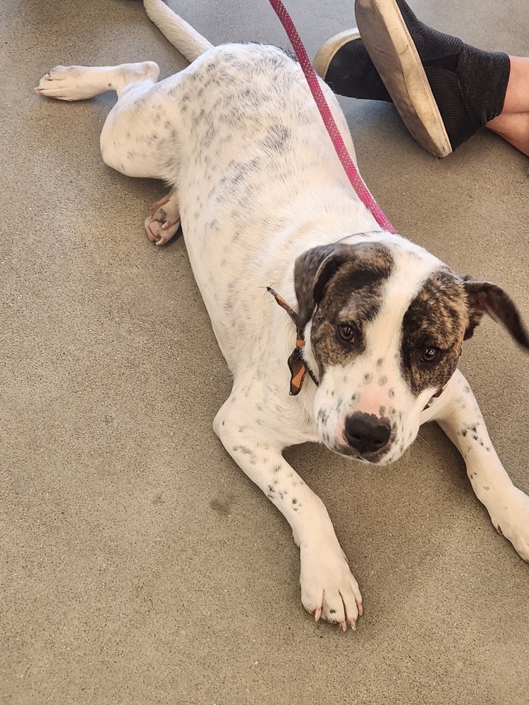 Tosha, an adoptable Foxhound in Wendell, NC, 27591 | Photo Image 2