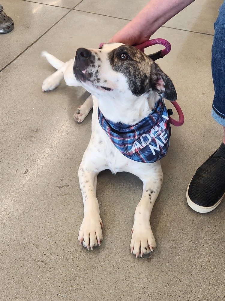 Tosha, an adoptable Foxhound in Wendell, NC, 27591 | Photo Image 3