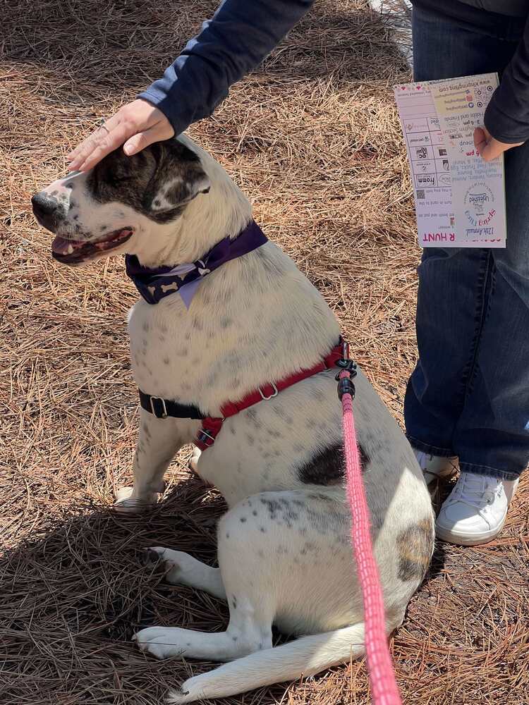 Tosha, an adoptable Foxhound in Wendell, NC, 27591 | Photo Image 4