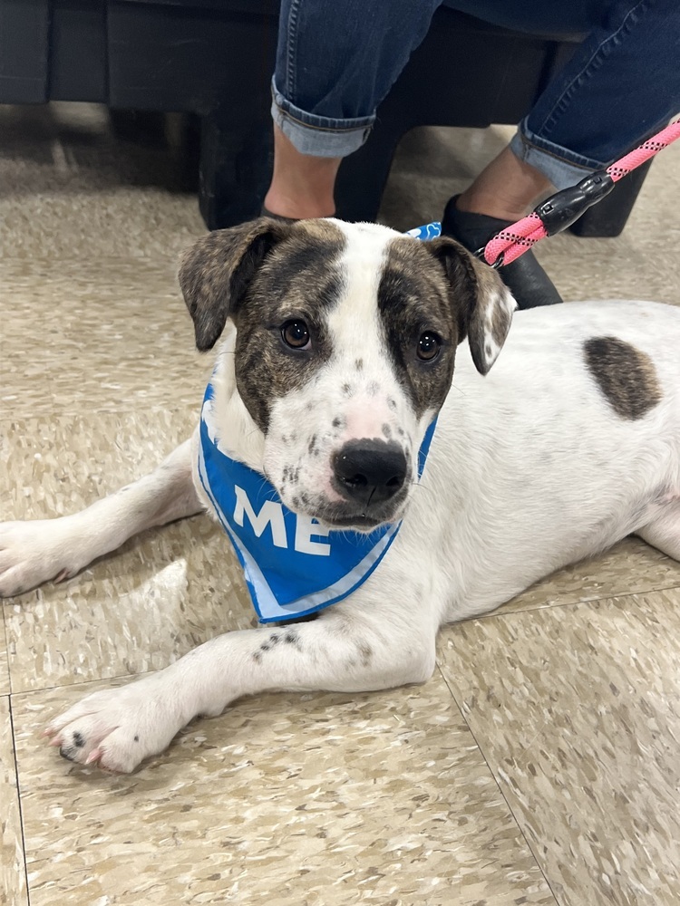 Tosha, an adoptable Foxhound in Wendell, NC, 27591 | Photo Image 5