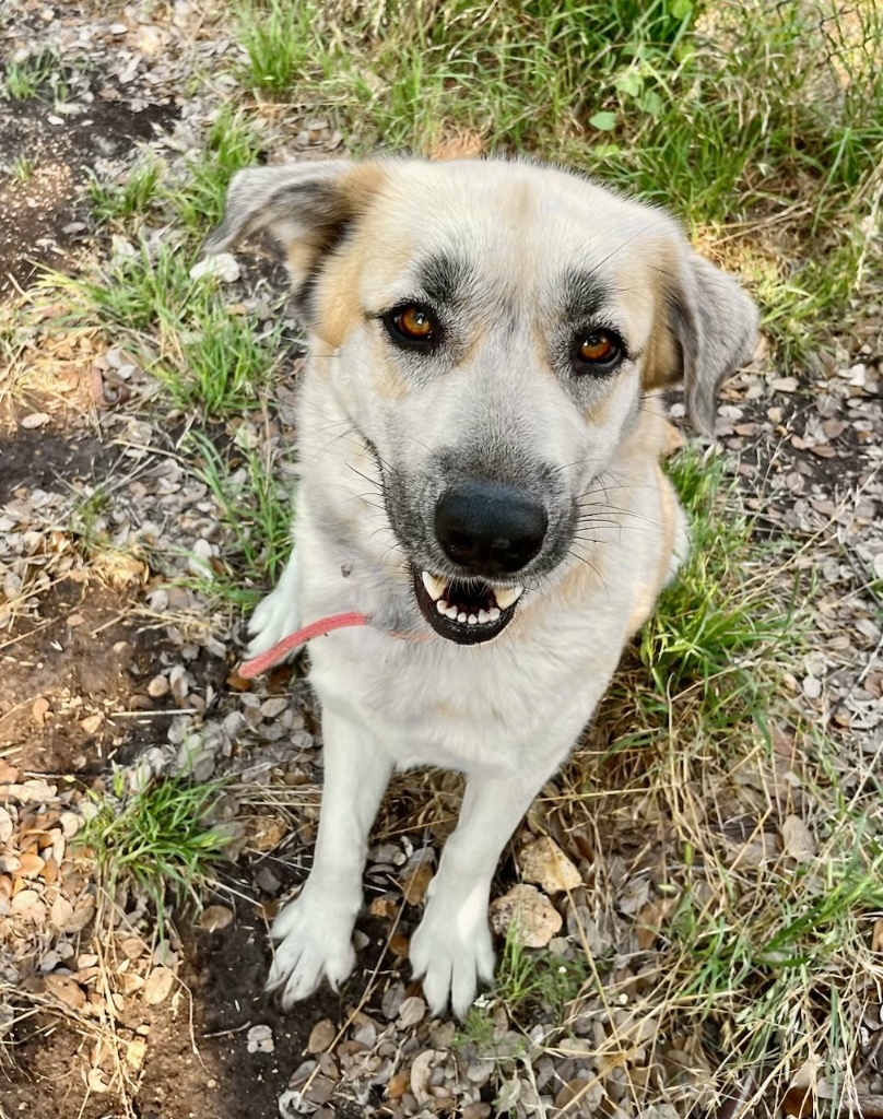 Molly, an adoptable Great Pyrenees, Anatolian Shepherd in Junction, TX, 76849 | Photo Image 1