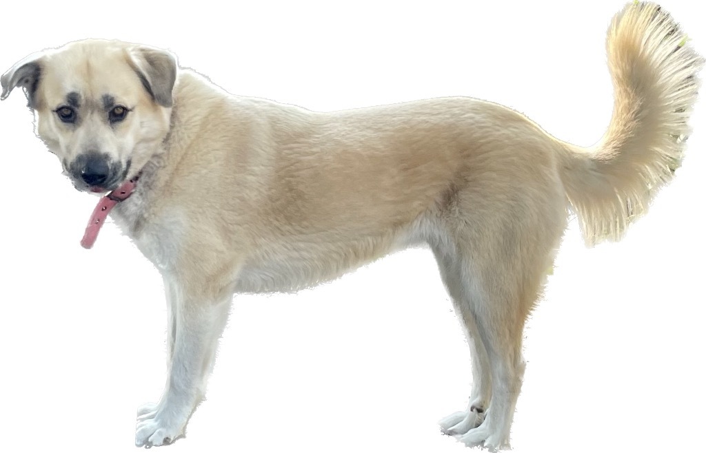 Molly, an adoptable Great Pyrenees, Anatolian Shepherd in Junction, TX, 76849 | Photo Image 2