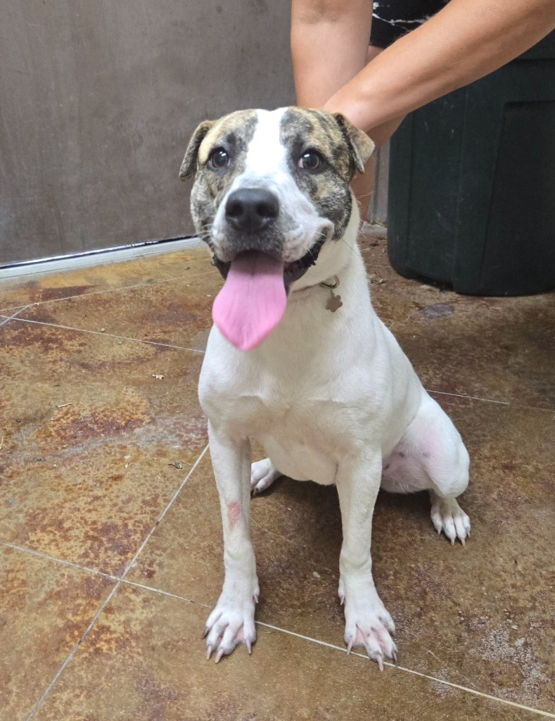 Penelope, an adoptable Terrier, Whippet in Junction, TX, 76849 | Photo Image 1