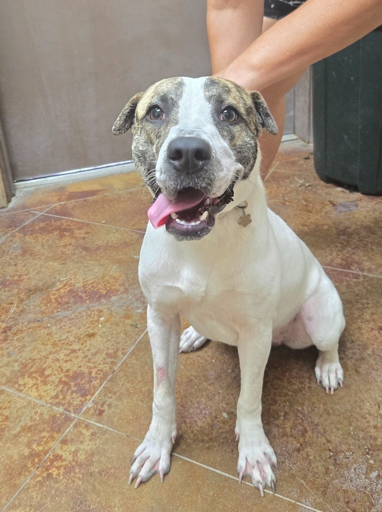 Penelope, an adoptable Terrier, Whippet in Junction, TX, 76849 | Photo Image 2