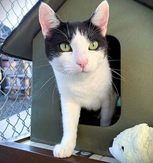 Lemore, Adult Female Domestic Short Hair