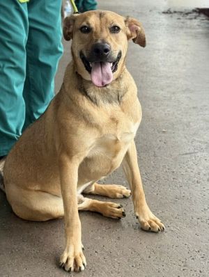 Ranger, Young Male Terrier