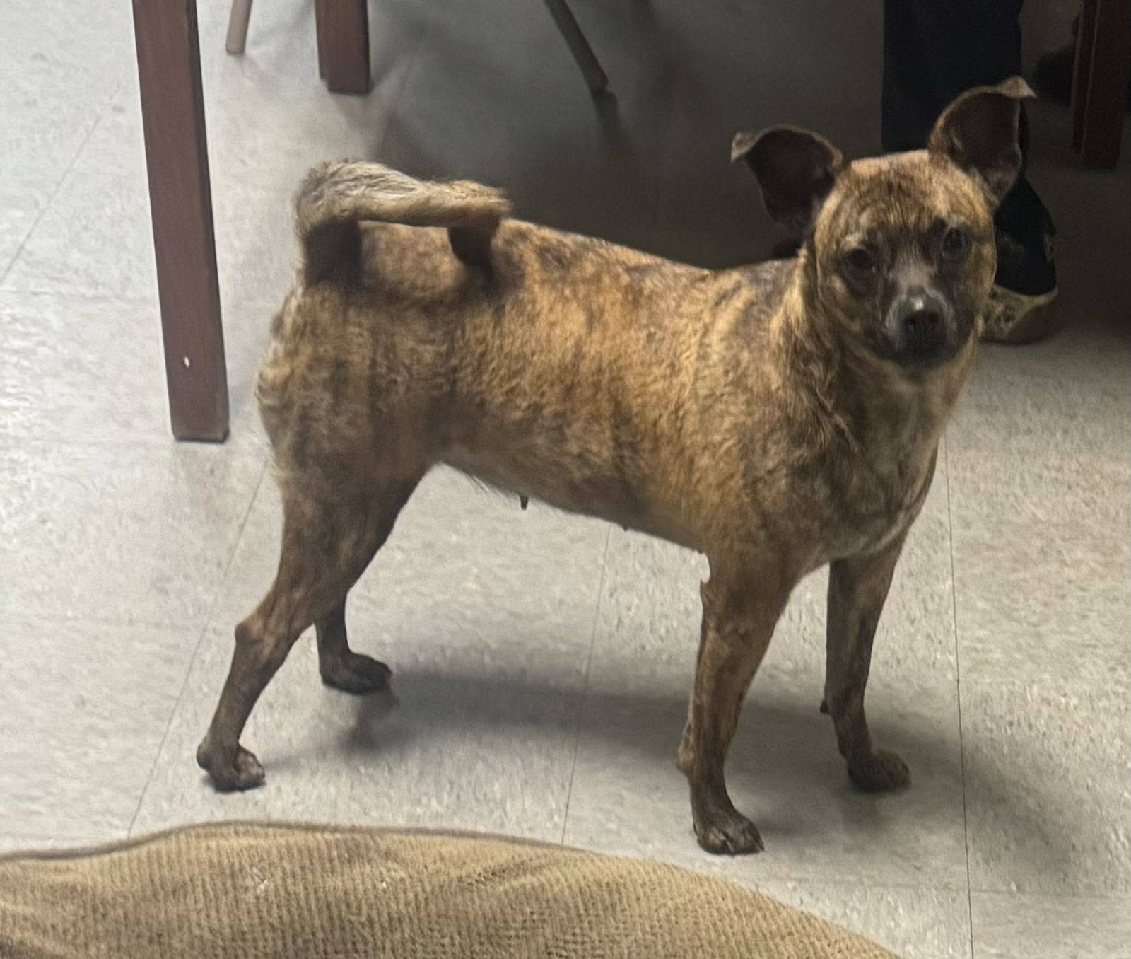 Tallulah, an adoptable Whippet in Royal Palm Beach, FL, 33411 | Photo Image 1