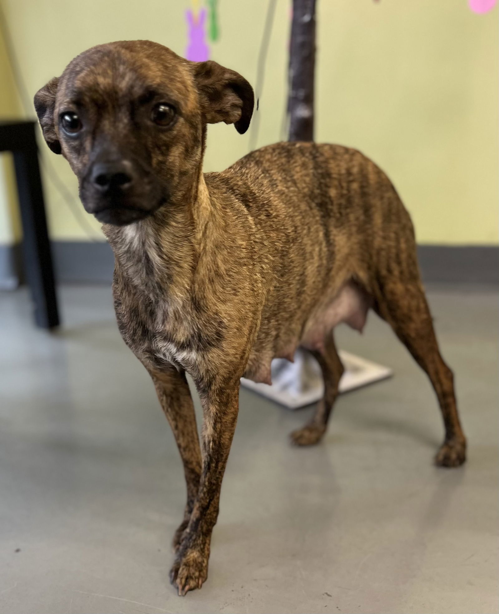 Tallulah, an adoptable Whippet in Royal Palm Beach, FL, 33411 | Photo Image 2