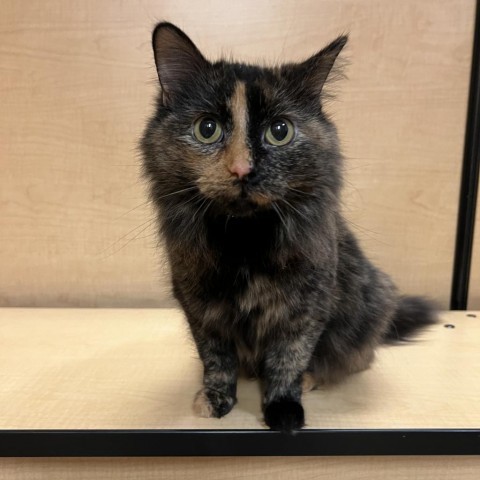 April, an adoptable Domestic Medium Hair in Bismarck, ND, 58507 | Photo Image 1