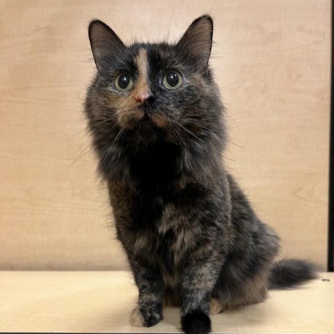 April, an adoptable Domestic Medium Hair in Bismarck, ND, 58507 | Photo Image 2