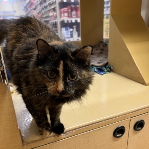 April, an adoptable Domestic Medium Hair in Bismarck, ND, 58507 | Photo Image 3