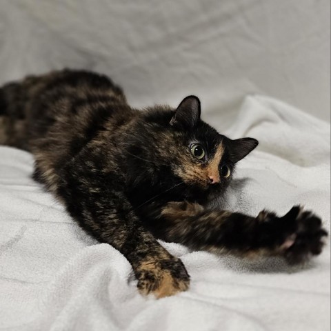 April, an adoptable Domestic Medium Hair in Bismarck, ND, 58507 | Photo Image 4