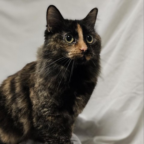 April, an adoptable Domestic Medium Hair in Bismarck, ND, 58507 | Photo Image 5