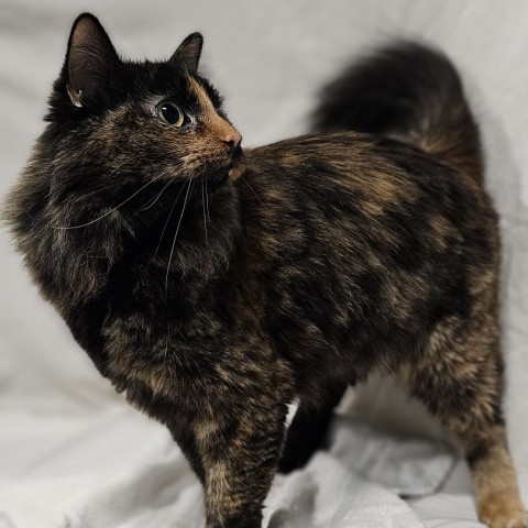 April, an adoptable Domestic Medium Hair in Bismarck, ND, 58507 | Photo Image 6