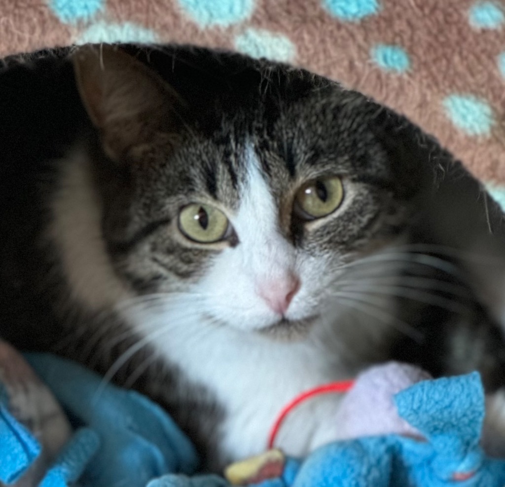 Buddie, an adoptable Domestic Short Hair in Saginaw, MI, 48604 | Photo Image 1