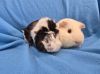 Julette &amp; Chicken photo 3