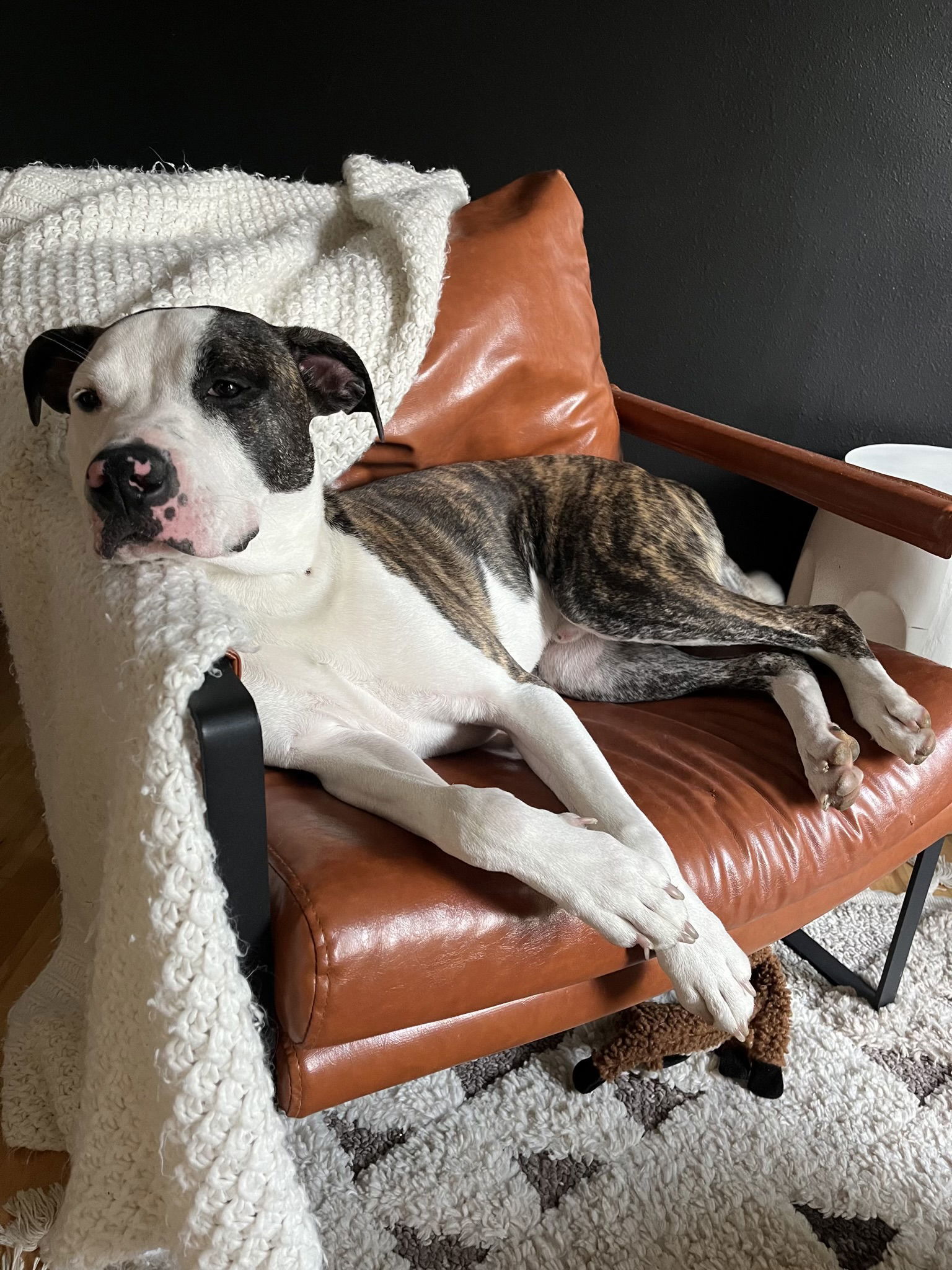 Jax, an adoptable Pit Bull Terrier in Cedar Rapids, IA, 52405 | Photo Image 1