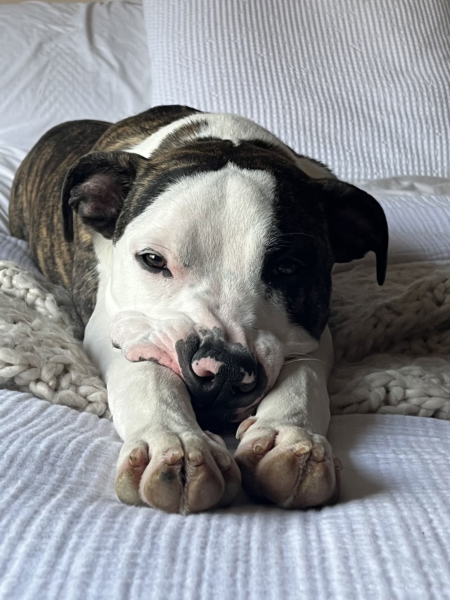 Jax, an adoptable Pit Bull Terrier in Cedar Rapids, IA, 52405 | Photo Image 2