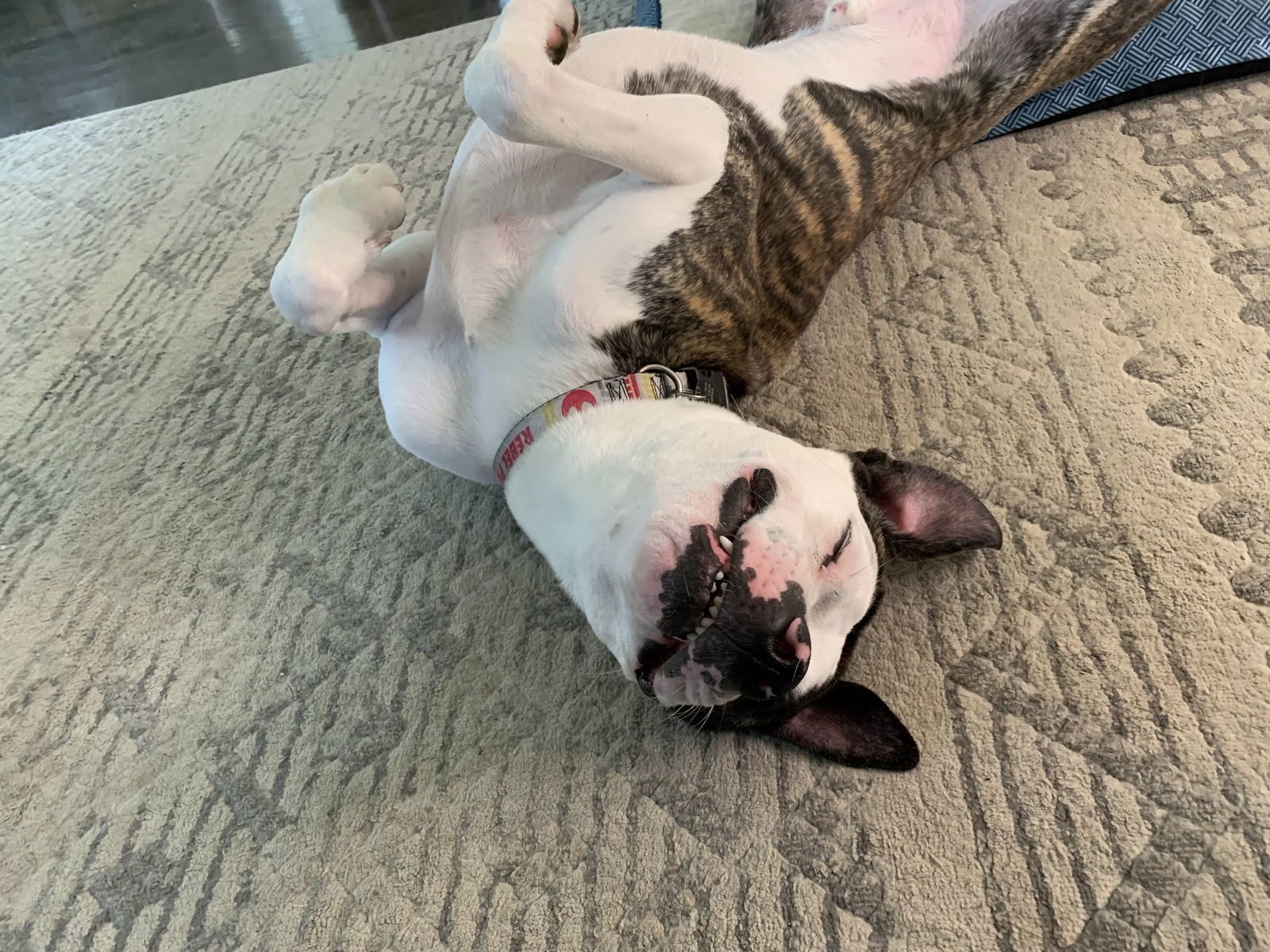 Jax, an adoptable Pit Bull Terrier in Cedar Rapids, IA, 52405 | Photo Image 3