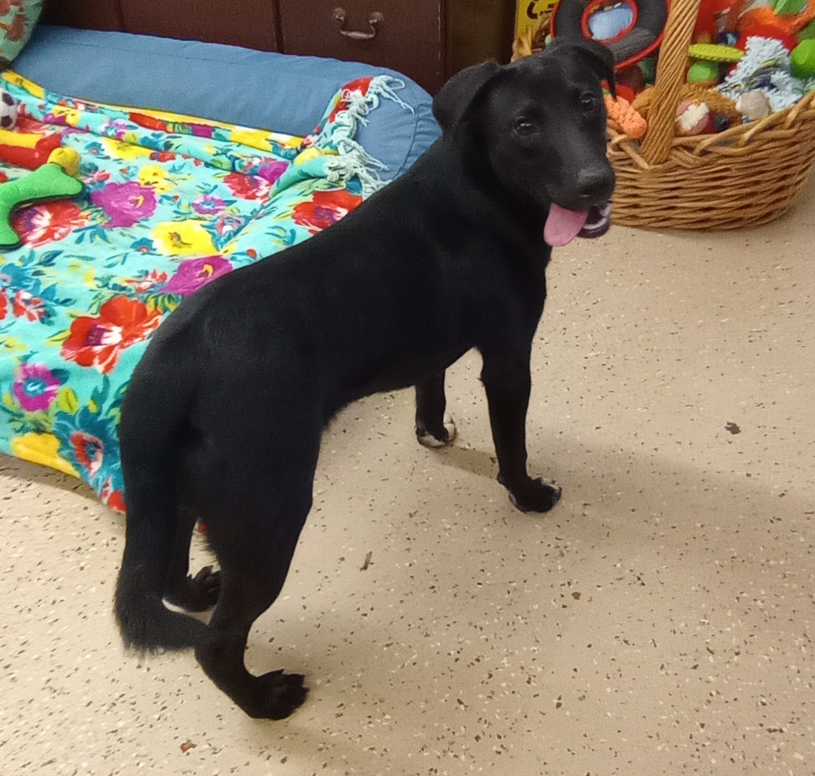 Suki, an adoptable Labrador Retriever, Corgi in York, SC, 29745 | Photo Image 1