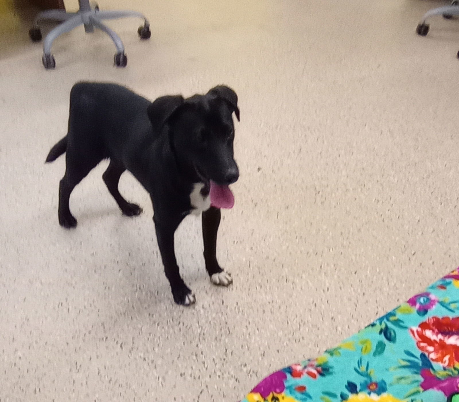 Suki, an adoptable Labrador Retriever, Corgi in York, SC, 29745 | Photo Image 2