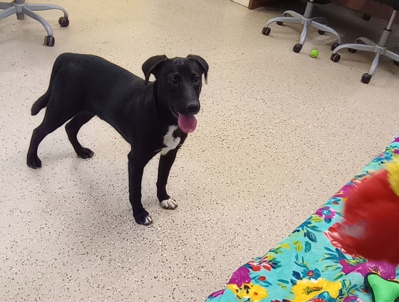 Suki, an adoptable Labrador Retriever, Corgi in York, SC, 29745 | Photo Image 3