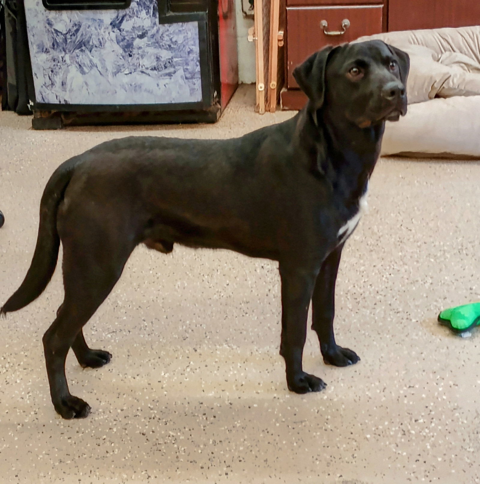 Silas, an adoptable Labrador Retriever, Corgi in York, SC, 29745 | Photo Image 1