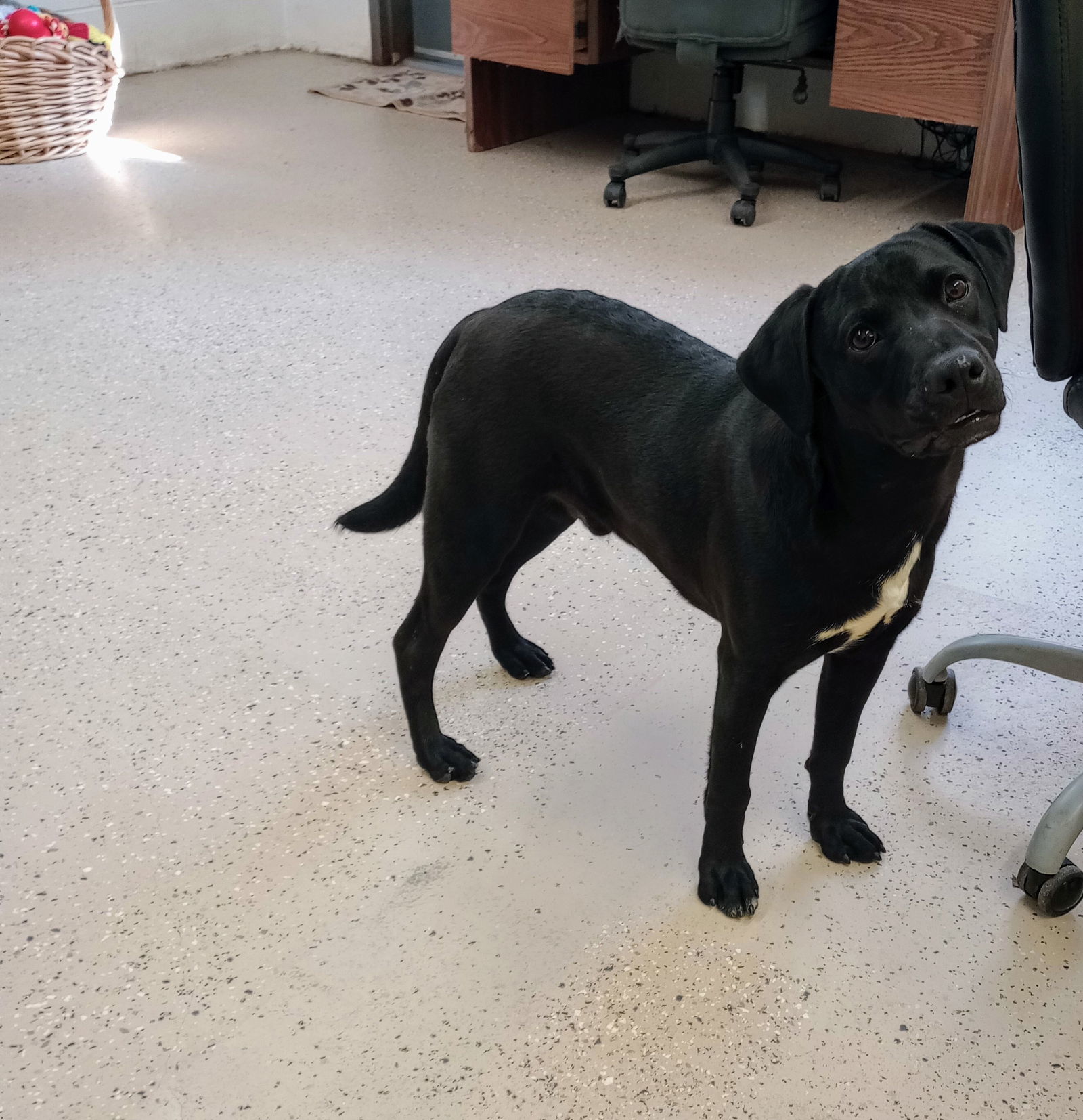 Silas, an adoptable Labrador Retriever, Corgi in York, SC, 29745 | Photo Image 2