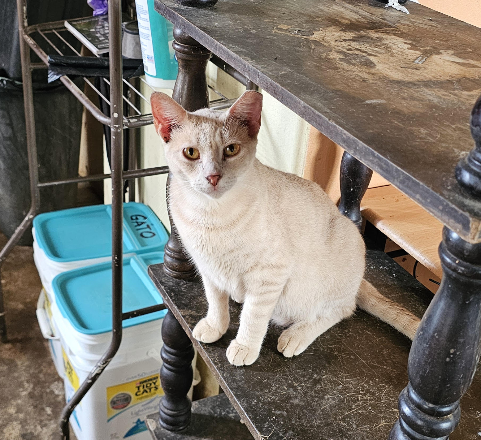 Turbo, an adoptable Domestic Short Hair in Rincon, PR, 00677 | Photo Image 1