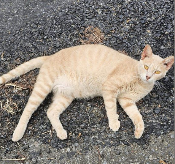 Turbo, an adoptable Domestic Short Hair in Rincon, PR, 00677 | Photo Image 2