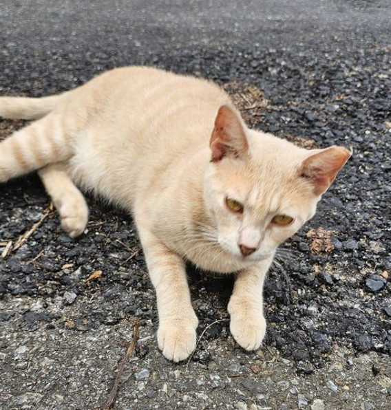 Turbo, an adoptable Domestic Short Hair in Rincon, PR, 00677 | Photo Image 3