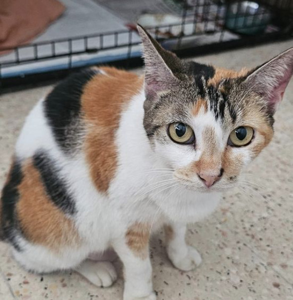 Kali, an adoptable Domestic Short Hair in Rincon, PR, 00677 | Photo Image 1