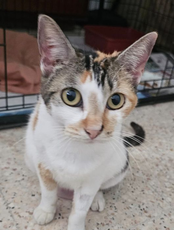 Kali, an adoptable Domestic Short Hair in Rincon, PR, 00677 | Photo Image 2