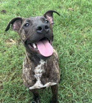 Dexter Duck, Young Male Black Mouth Cur