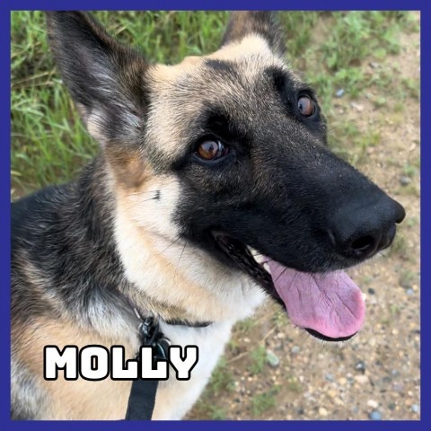 Molly, an adoptable German Shepherd Dog in Glenwood, MN, 56334 | Photo Image 1