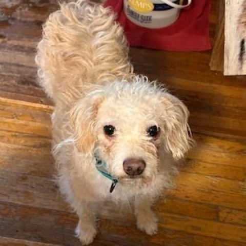 Veronica Yvetta, an adoptable Poodle in Wadena, MN, 56482 | Photo Image 1