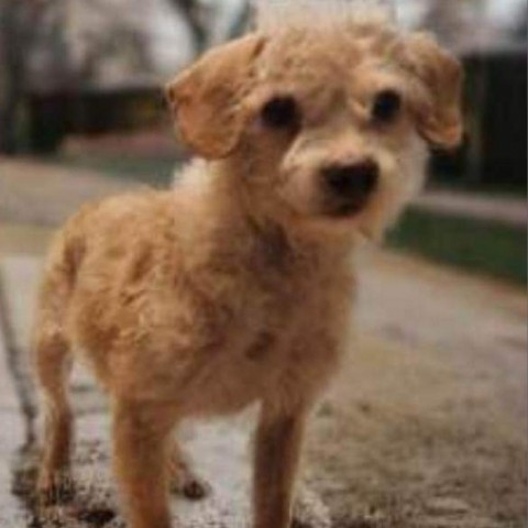 Veronica Yvetta, an adoptable Poodle in Wadena, MN, 56482 | Photo Image 3