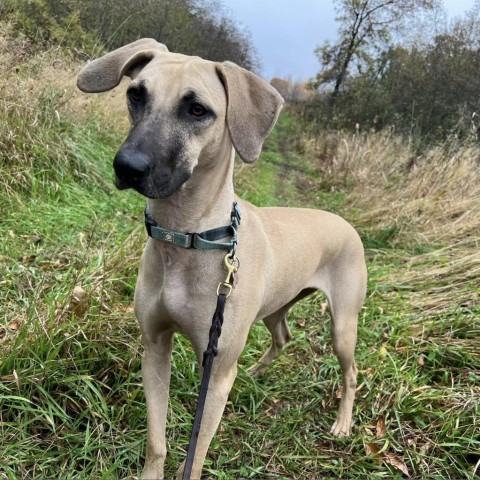 Wiggles, an adoptable Hound, Black Mouth Cur in Brainerd, MN, 56401 | Photo Image 1