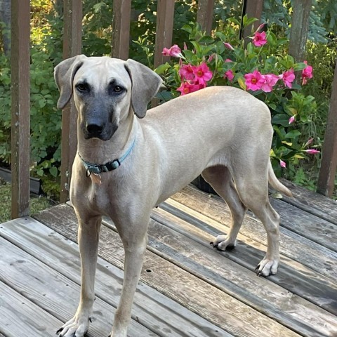 Wiggles, an adoptable Hound, Black Mouth Cur in Brainerd, MN, 56401 | Photo Image 3