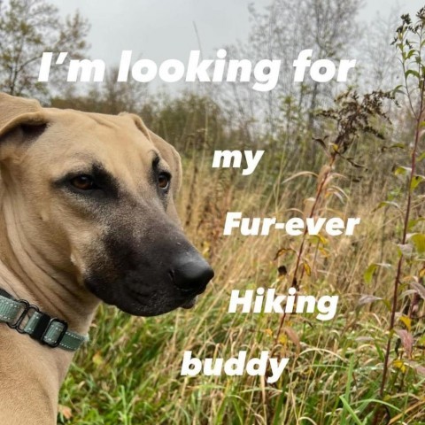 Wiggles, an adoptable Hound, Black Mouth Cur in Brainerd, MN, 56401 | Photo Image 4