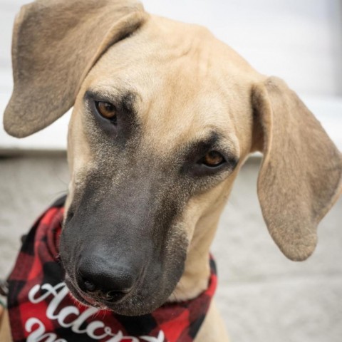 Wiggles, an adoptable Hound, Black Mouth Cur in Brainerd, MN, 56401 | Photo Image 5