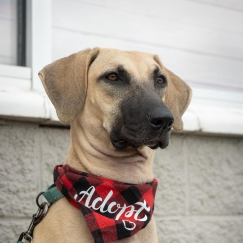 Wiggles, an adoptable Hound, Black Mouth Cur in Brainerd, MN, 56401 | Photo Image 6