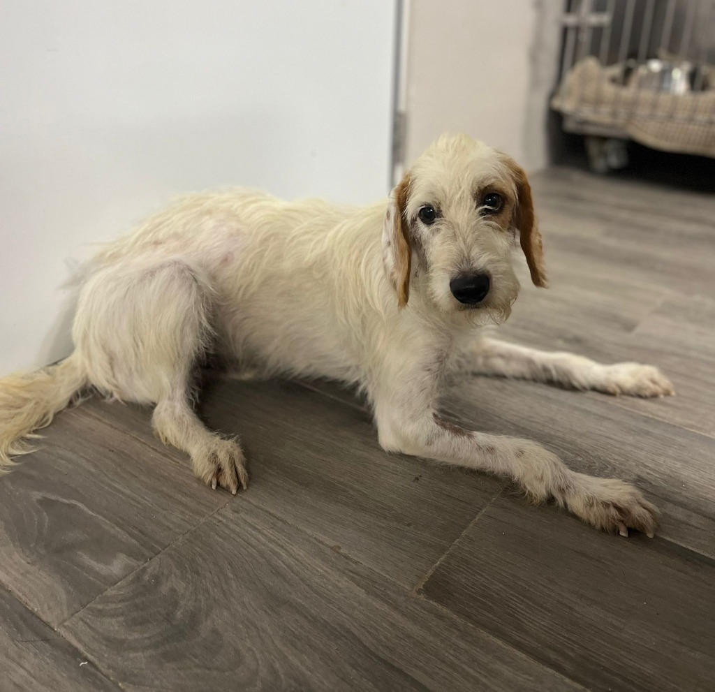 Porthos, an adoptable Terrier in San Juan de Abajo, NAY, 63732 | Photo Image 2