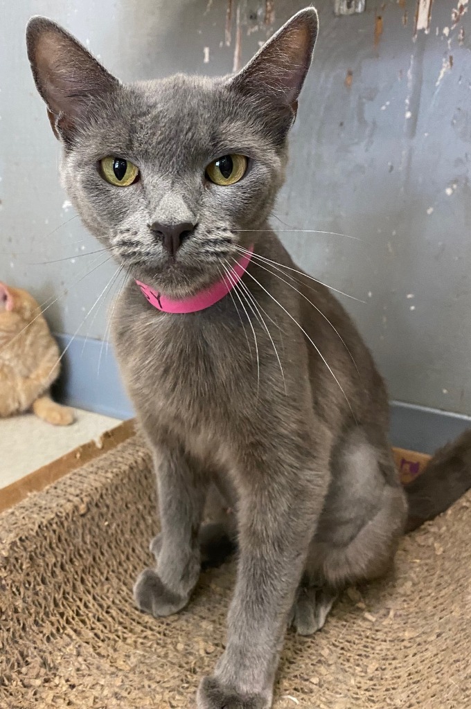 Missy, an adoptable Russian Blue, Domestic Short Hair in Lemoore, CA, 93245 | Photo Image 1