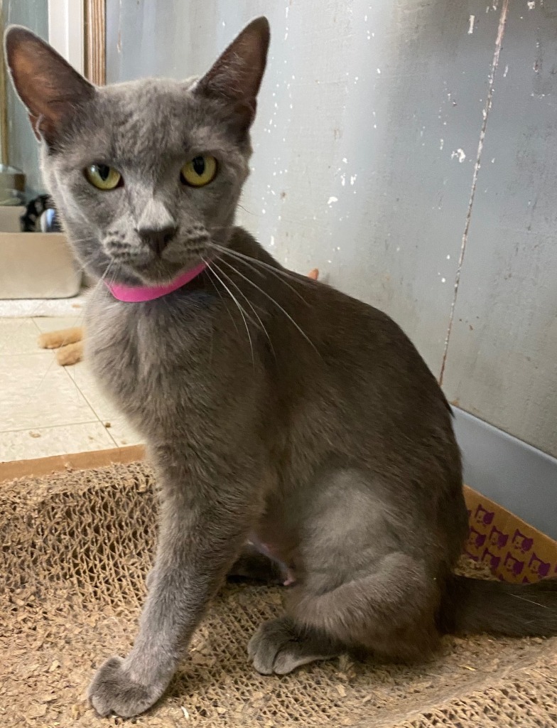 Missy, an adoptable Russian Blue, Domestic Short Hair in Lemoore, CA, 93245 | Photo Image 2