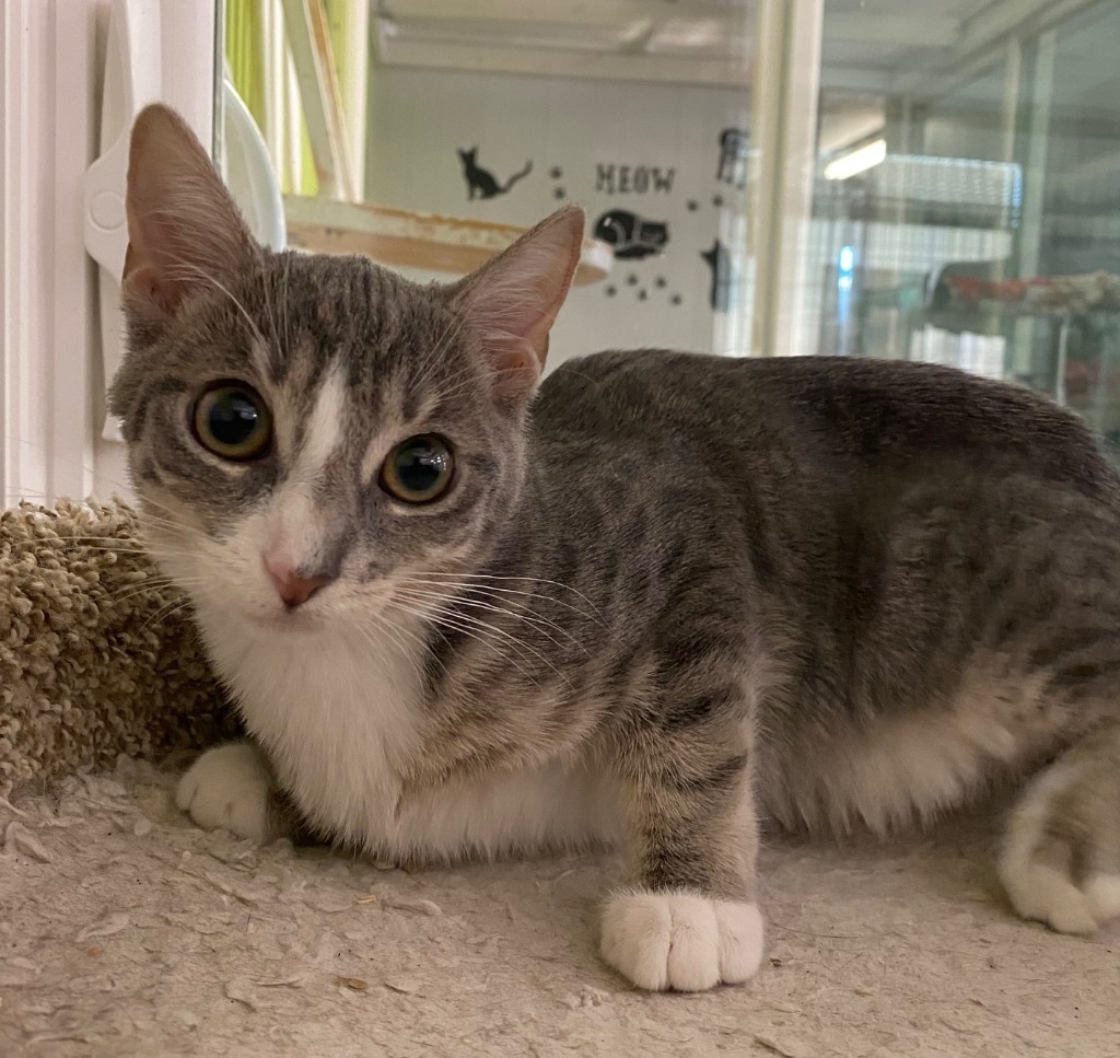 Astrid, an adoptable Domestic Short Hair in Lemoore, CA, 93245 | Photo Image 1